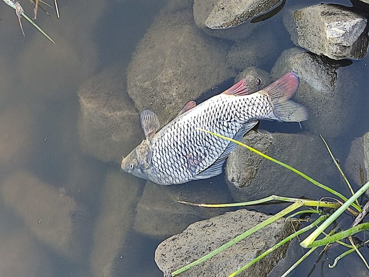 Komunikat w sprawie śniętych ryb w Odrze.