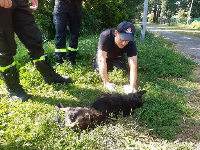 Strażacy z Dębna uratowali psa. Potrzebna była reanimacja.